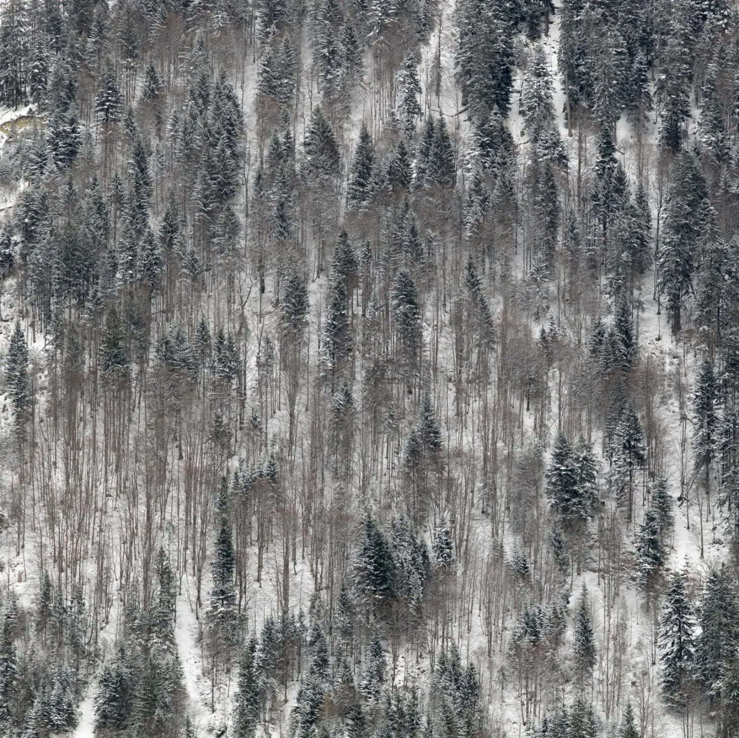 mathis-KL2254-forest1