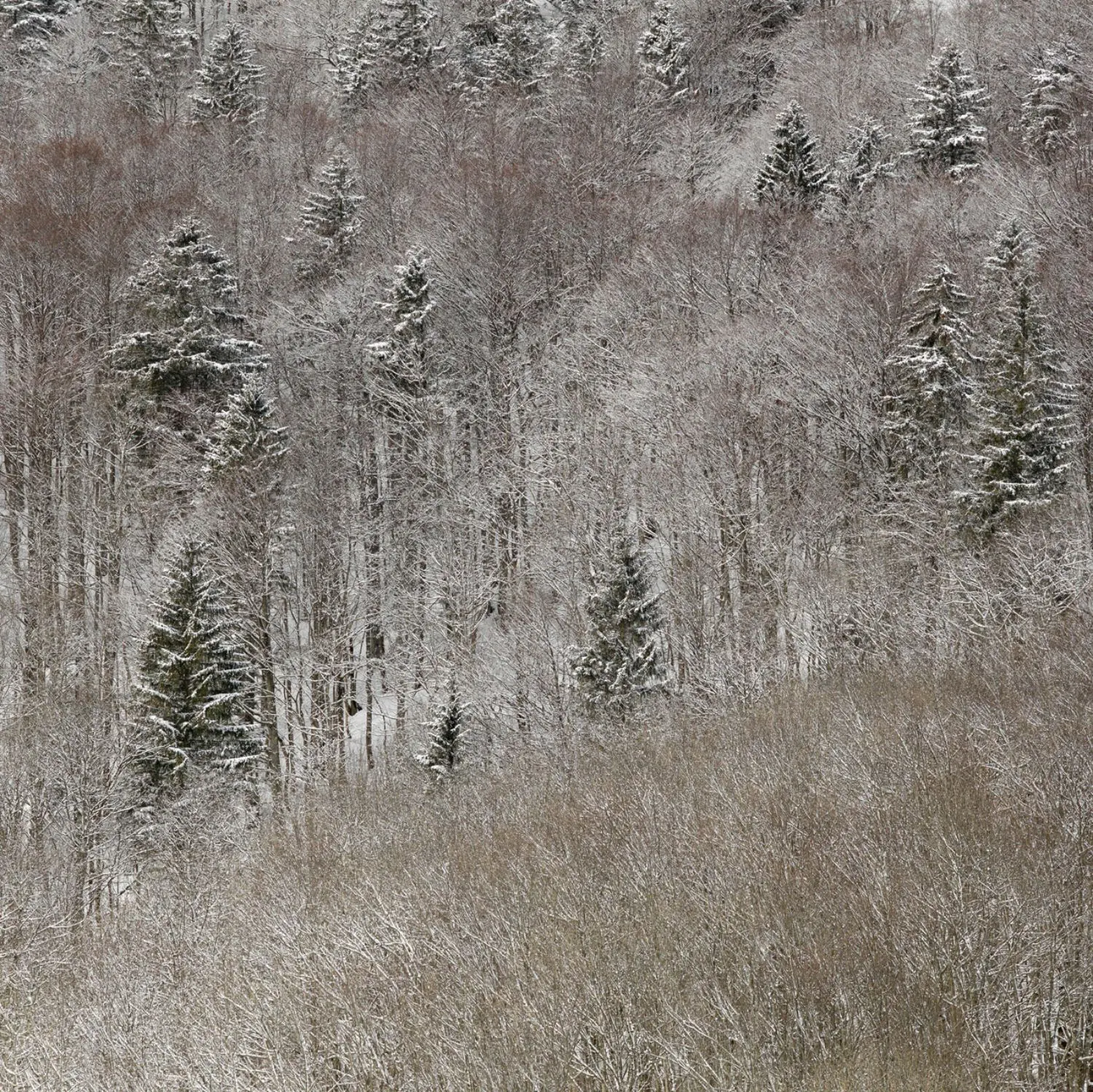 mathis-KL2255-forest2