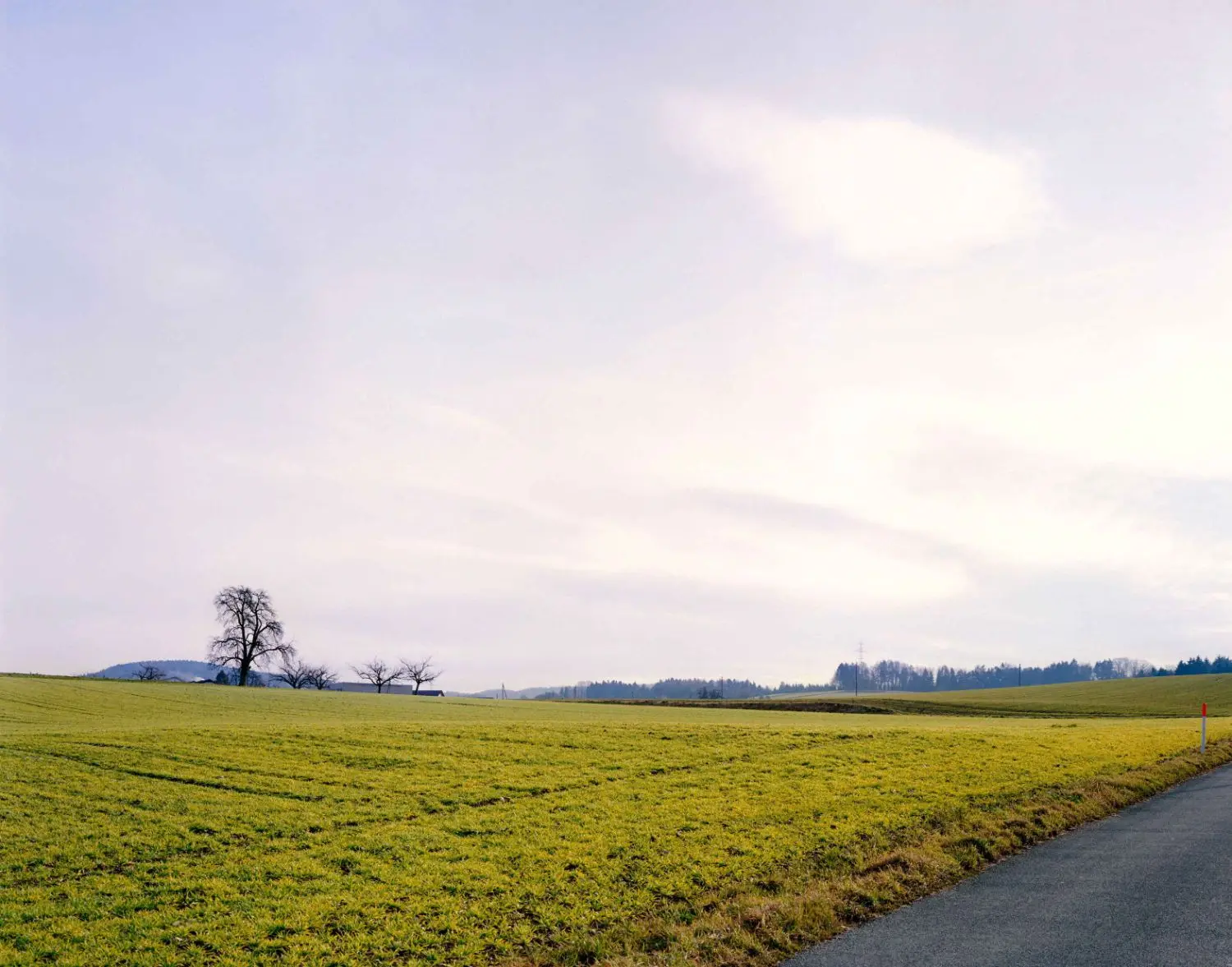 struth-KB0726-gelbes-feld