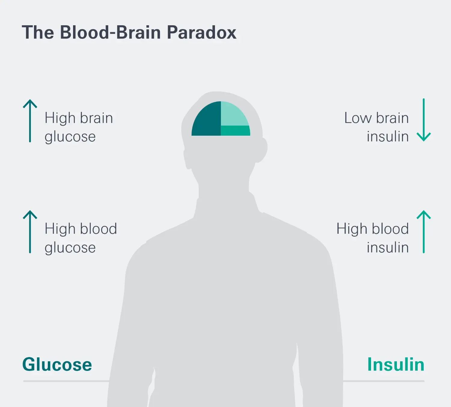 An adult male in a hardhat walking while analyzing the plot of the 'SR Blood Brain Paradox', shown with text and measurements.